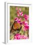 Queen Butterfly (Danaus Gilippus) on Queen's Wreath (Antigonon Leptopus)-Michael Nolan-Framed Photographic Print