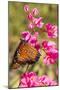 Queen Butterfly (Danaus Gilippus) on Queen's Wreath (Antigonon Leptopus)-Michael Nolan-Mounted Photographic Print