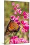 Queen Butterfly (Danaus Gilippus) on Queen's Wreath (Antigonon Leptopus)-Michael Nolan-Mounted Photographic Print