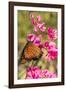 Queen Butterfly (Danaus Gilippus) on Queen's Wreath (Antigonon Leptopus)-Michael Nolan-Framed Photographic Print