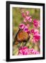 Queen Butterfly (Danaus Gilippus) on Queen's Wreath (Antigonon Leptopus)-Michael Nolan-Framed Photographic Print