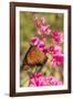 Queen Butterfly (Danaus Gilippus) on Queen's Wreath (Antigonon Leptopus)-Michael Nolan-Framed Photographic Print