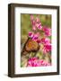 Queen Butterfly (Danaus Gilippus) on Queen's Wreath (Antigonon Leptopus)-Michael Nolan-Framed Photographic Print