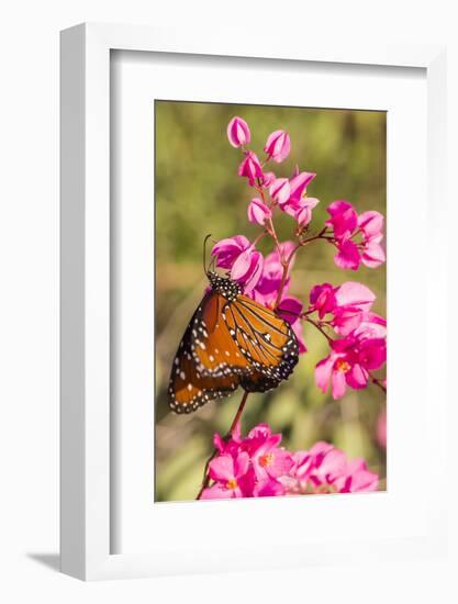 Queen Butterfly (Danaus Gilippus) on Queen's Wreath (Antigonon Leptopus)-Michael Nolan-Framed Photographic Print