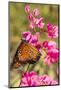 Queen Butterfly (Danaus Gilippus) on Queen's Wreath (Antigonon Leptopus)-Michael Nolan-Mounted Photographic Print
