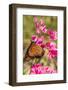 Queen Butterfly (Danaus Gilippus) on Queen's Wreath (Antigonon Leptopus)-Michael Nolan-Framed Premium Photographic Print