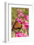 Queen Butterfly (Danaus Gilippus) on Queen's Wreath (Antigonon Leptopus)-Michael Nolan-Framed Premium Photographic Print