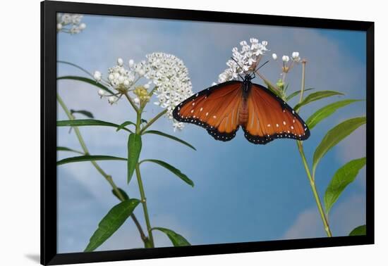 Queen butterfly expanding wings after emerging, Texas, USA-Rolf Nussbaumer-Framed Photographic Print