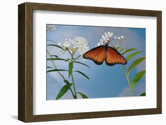 Queen butterfly expanding wings after emerging, Texas, USA-Rolf Nussbaumer-Framed Photographic Print