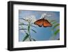 Queen butterfly expanding wings after emerging, Texas, USA-Rolf Nussbaumer-Framed Photographic Print