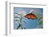 Queen butterfly expanding wings after emerging, Texas, USA-Rolf Nussbaumer-Framed Photographic Print