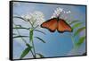 Queen butterfly expanding wings after emerging, Texas, USA-Rolf Nussbaumer-Framed Stretched Canvas