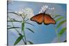 Queen butterfly expanding wings after emerging, Texas, USA-Rolf Nussbaumer-Stretched Canvas