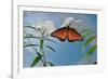 Queen butterfly expanding wings after emerging, Texas, USA-Rolf Nussbaumer-Framed Photographic Print