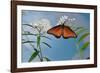 Queen butterfly expanding wings after emerging, Texas, USA-Rolf Nussbaumer-Framed Photographic Print