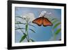 Queen butterfly expanding wings after emerging, Texas, USA-Rolf Nussbaumer-Framed Photographic Print