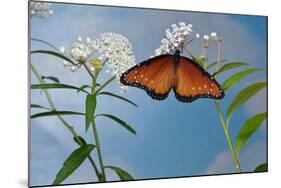 Queen butterfly expanding wings after emerging, Texas, USA-Rolf Nussbaumer-Mounted Photographic Print