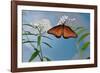 Queen butterfly expanding wings after emerging, Texas, USA-Rolf Nussbaumer-Framed Photographic Print