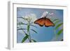 Queen butterfly expanding wings after emerging, Texas, USA-Rolf Nussbaumer-Framed Photographic Print