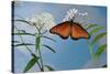 Queen butterfly expanding wings after emerging, Texas, USA-Rolf Nussbaumer-Stretched Canvas