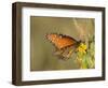 Queen butterfly getting nectar from flower, Danaus gilippus, Welder Flats, Texas-Maresa Pryor-Framed Photographic Print