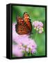 Queen Butterfly on a Pink Flower-Darrell Gulin-Framed Stretched Canvas