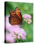 Queen Butterfly on a Pink Flower-Darrell Gulin-Stretched Canvas