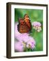 Queen Butterfly on a Pink Flower-Darrell Gulin-Framed Photographic Print