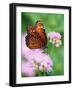 Queen Butterfly on a Pink Flower-Darrell Gulin-Framed Photographic Print