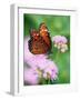 Queen Butterfly on a Pink Flower-Darrell Gulin-Framed Photographic Print