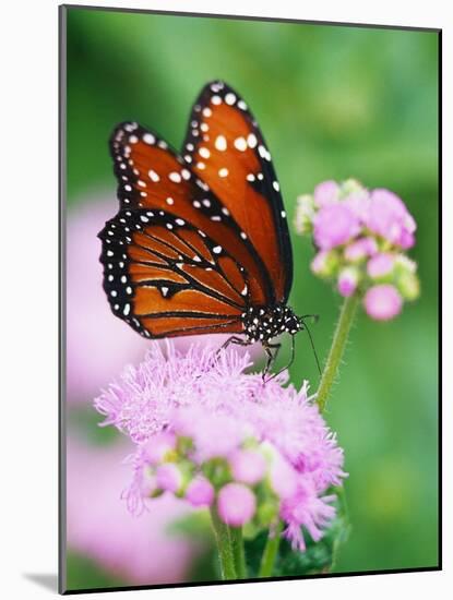 Queen Butterfly on a Pink Flower-Darrell Gulin-Mounted Photographic Print