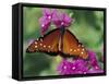 Queen Butterfly on Verbena, Woodland Park Zoo, Seattle, Washington, USA-Darrell Gulin-Framed Stretched Canvas