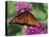 Queen Butterfly on Verbena, Woodland Park Zoo, Seattle, Washington, USA-Darrell Gulin-Stretched Canvas