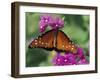 Queen Butterfly on Verbena, Woodland Park Zoo, Seattle, Washington, USA-Darrell Gulin-Framed Photographic Print