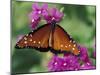 Queen Butterfly on Verbena, Woodland Park Zoo, Seattle, Washington, USA-Darrell Gulin-Mounted Photographic Print