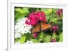 Queen butterfly, red Pentas, USA-Lisa S. Engelbrecht-Framed Premium Photographic Print