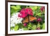 Queen butterfly, red Pentas, USA-Lisa S. Engelbrecht-Framed Premium Photographic Print