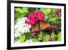 Queen butterfly, red Pentas, USA-Lisa S. Engelbrecht-Framed Premium Photographic Print