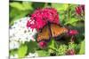 Queen butterfly, red Pentas, USA-Lisa S. Engelbrecht-Mounted Premium Photographic Print