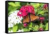 Queen butterfly, red Pentas, USA-Lisa S. Engelbrecht-Framed Stretched Canvas