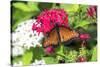 Queen butterfly, red Pentas, USA-Lisa S. Engelbrecht-Stretched Canvas