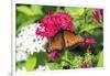Queen butterfly, red Pentas, USA-Lisa S. Engelbrecht-Framed Photographic Print