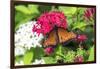 Queen butterfly, red Pentas, USA-Lisa S. Engelbrecht-Framed Photographic Print