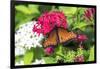 Queen butterfly, red Pentas, USA-Lisa S. Engelbrecht-Framed Photographic Print