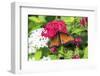 Queen butterfly, red Pentas, USA-Lisa S. Engelbrecht-Framed Photographic Print