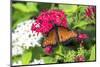 Queen butterfly, red Pentas, USA-Lisa S. Engelbrecht-Mounted Photographic Print