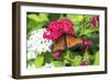 Queen butterfly, red Pentas, USA-Lisa S. Engelbrecht-Framed Photographic Print