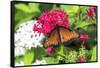 Queen butterfly, red Pentas, USA-Lisa S. Engelbrecht-Framed Stretched Canvas