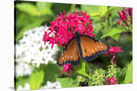 Queen butterfly, red Pentas, USA-Lisa S. Engelbrecht-Stretched Canvas