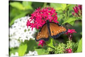 Queen butterfly, red Pentas, USA-Lisa S. Engelbrecht-Stretched Canvas